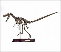 Time to head north from your location. Velociraptor Dinosaur Skeleton Model Www Dinosaurtoyssuperstore Com Skeleton Model Dinosaur Skeleton Skull Model