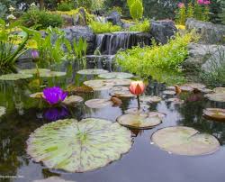 Aquascapes water garden specialists offer bespoke designed ponds and water features. Water Garden Supplies Diy Pond Kits Aquascape Pumps And More