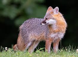 Sign in to stream full episodes of your favorite fox shows online and watch live tv. Nature Gray Fox Is A Priority Of The Appalachian Wildlife Research Institute