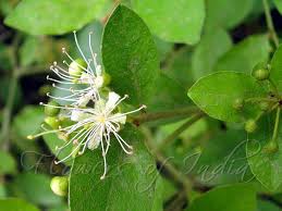 Image result for Capparis sepiaria
