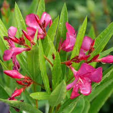 Image result for Nerium oleander