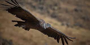 Die Top 10 Der Grossten Vogel Der Welt Topmania