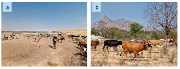 Image result for Otomeria elatior