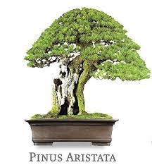 The genus pinus or pine bonsai is extensive with 120 species. 30 Trends Ideas Pinus Aristata Bonsai Pink Wool