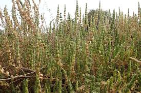 Image result for Hygrophila spiciformis
