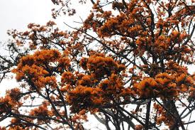 Flowers san jose costa rica. Flowers In Parks In Costa Rica 2 The Costa Rican Times