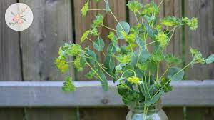 Bupleurum Flower Jewellery Best Flower Wallpaper