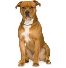 [Image: images?q=tbn%3AANd9GcRQQBzF1m96VtL15btkK...A2quMo3obJ]