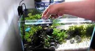 Malaysian driftwood will work perfect if you want to attach aquarium plants because it does not float so it will also look great in any aquarium. Aquascape Archives Laman 2 Dari 6 Jual Ikan Surabaya