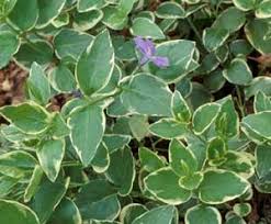 Green and white leaf plant with purple flowers. Bigleaf Vinca Vinca Major