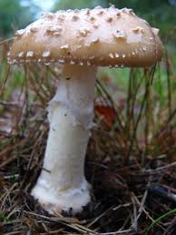 Finally, always prevent your dog from eating wild mushrooms because these can be highly toxic to any animal. Wild Mushrooms Which Ones Are Dangerous For Dogs