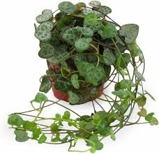 Le più belle piante da interno pendenti per trasformare la tua casa in un piccolo giardino sospeso! Pianta Del Rosario Coltivazione
