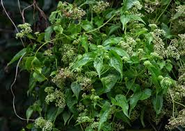 Image result for Mikania cordata
