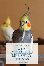 Cockatiel Birds You Can Have As Pets Why Do Cockatiels Like Shiny Things Did You Know That There Is A Very Important Reason Behind This This Article Will Cockatiel Cockatiel Care Cockatiel Toys