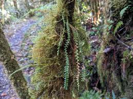 Image result for Lellingeria