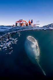 Whale Shark Under The Boat Whale Shark Shark Swimming Ocean Life