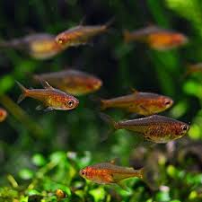 First of all, you need to place at least 10 to. Ember Tetras Need A Bit Of Fire In Your Aquarium My Aquarium Club