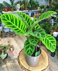 Calathea Zebrina Plants Calathea Plant Starter Plants