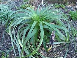 Image result for Eriosema pentaphyllum