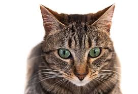 Shop colored frames and mask lenses. Photo Cat Alley Cat Of Gucci Pet Photos Dogs Cats Rodents Horses Pets Gucci Pet Cat Photo