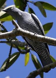 Birds Of Wisconsin Book Campephagidae Bird Species Birdwatching Tour Birding Trips