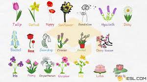 Containers and quantities vocabulary words with pictures. Flower Names Great List Of Flowers And Types Of Flowers With Images 7esl