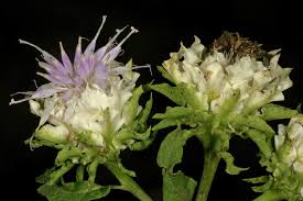 Image result for Vernonia kirungae