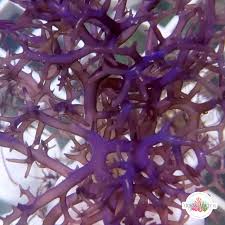 Image result for Ochna macrocalyx