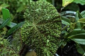 Image result for Begonia longipetiolata