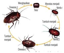 Metamorfosis Tidak Sempurna Pengertian Kecoa Belalang Gambar Nimfa Gambar Siklus Hidup