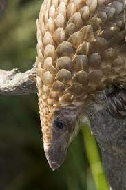 Tree Pangolin Pangolin Sweet Animals Animal Species