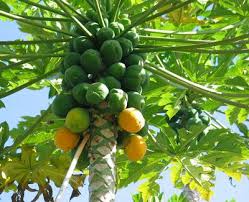 The paw paw tree (asimina triloba) is a deciduous tree (and can be a shrub) native to eastern north america. How To Grow Papaya In Uganda