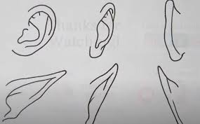 How To Draw Anime Ears Step By Step Anime Drawings Drawing For Beginners Drawing Tutorials For Beginners