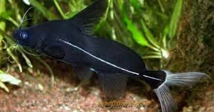 Bagrichthys Macracanthus Bleeker 1854 Black Lancer Ocean Fishing Aquarium Catfish Aquarium Fish