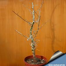 Image result for Commiphora caerulea