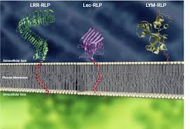 A cell membrane is the thin, fragile and outermost barrier that separates the internal contents of a cell from the external. Plant Cell Surface Molecular Cypher Receptor Like Proteins And Their Roles In Immunity And Development Semantic Scholar
