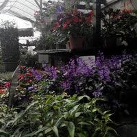 / ﻿ 4.58889°n 101.41667°e ﻿ / 4.58889; Blue Valley Flower Farm Cameron Highlands Pahang