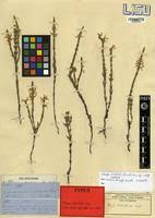 Image result for Striga bilabiata