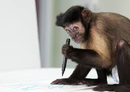 Image result for MONKEYS