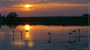 Sundown Flamingos Camargue South Of France Paysage France Photo De France Camargue
