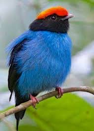 The Blue Manakin Guzel Kuslar Kus Resimleri Hayvanlar