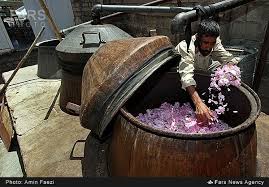 ‫گلاب‌گیری در فارس (عکس)‬‎
