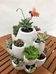 Maybe you would like to learn more about one of these? Cacti Planter Walmart Com Cactus Planter Succulents Succulents Planter Ideas