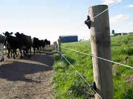 Electric fence training animals that are unaccustomed to domestic animals will normally need little training and simply being released into the paddock as far. Https Am Gallagher Com Media Bynder Animal Management Document All Ggl Brochures Introduction To Electric Fencing Brochure Original Pdf