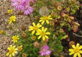 Image result for Cineraria deltoidea