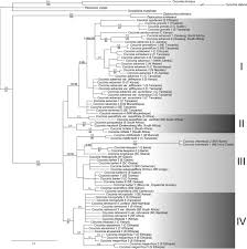 Image result for Coccinia subsessiliflora
