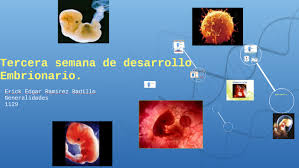 Tercera semana de desarrollo. by erick edgar ramirez badillo