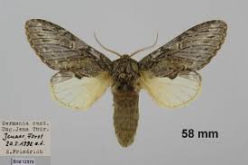 Image result for Peridea anceps