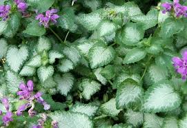 Maybe you would like to learn more about one of these? Photo Of The Leaves Of Spotted Dead Nettle Lamium Maculatum Purple Dragon Posted By Daylilyslp Garden Org