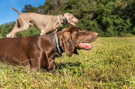 Dominancy and energy levels vary slightly from puppy. German Pointeraner German Shorthaired Pointer Weimaraner Mix Info Pictures Doggie Designer